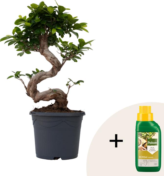 Produktbild Plant in a Box Ficus microcarpa 'ginseng' - S- Shape Bonsai (55 cm)