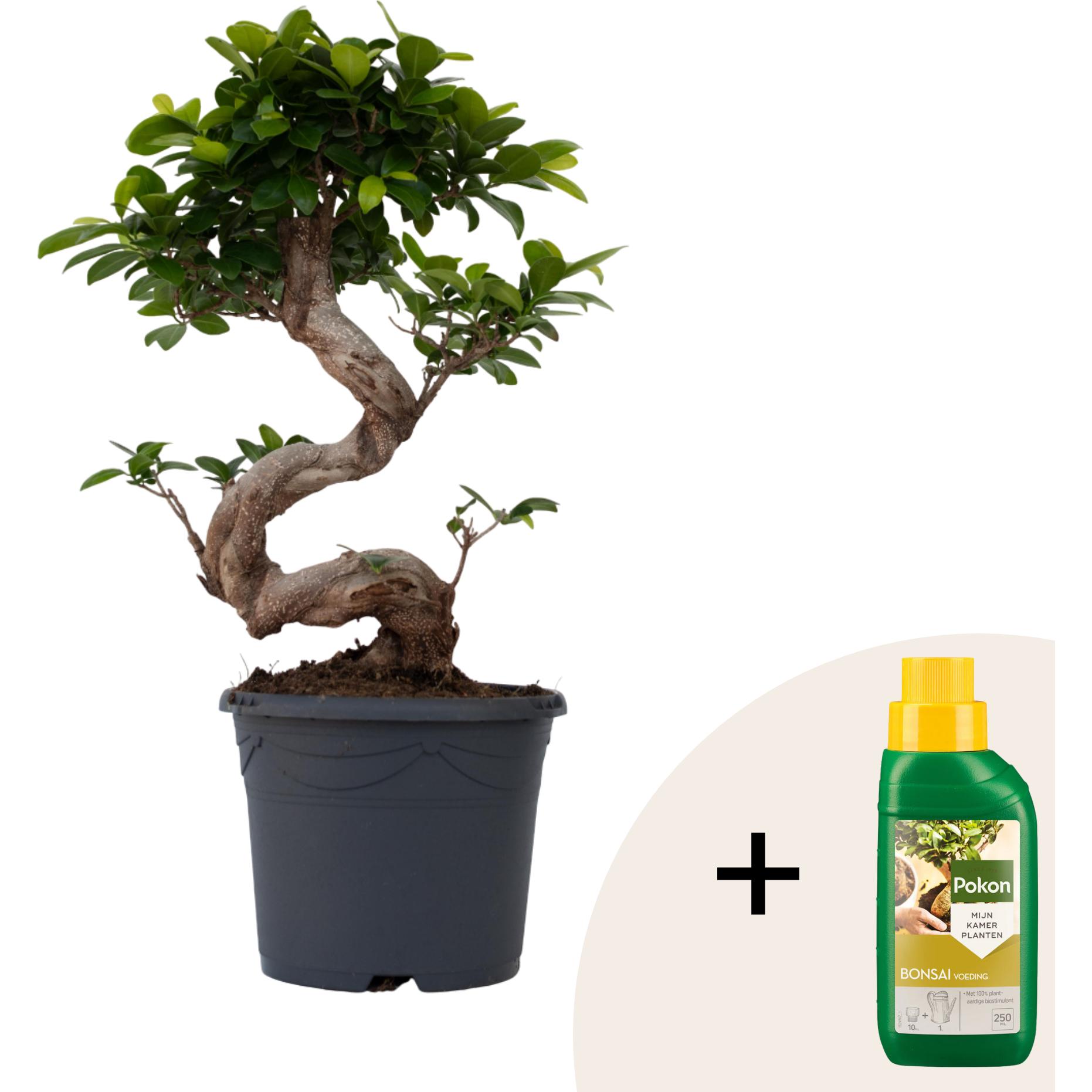 Plant in a Box, Pflanzen, Ficus microcarpa 'ginseng' - S- Shape Bonsai (55 cm)