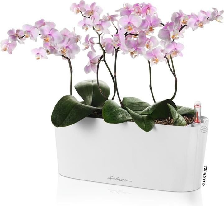 Produktbild Lechuza Delta (30 x 11 x 13 cm)