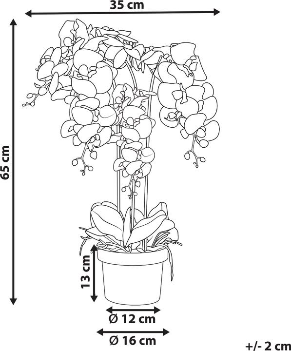 Immagine prodotto Beliani Orchid (65 cm)