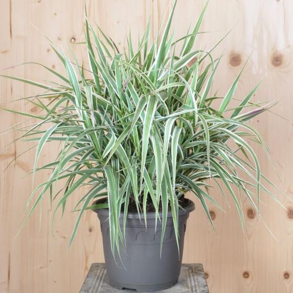Produktbild Säntispracht Das gestreifte Pfahlrohr - Arundo donax 'Variegata Compact' (150 cm)
