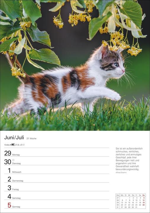 Produktbild Harenberg Katzen Wochenplaner 2026 - 53 faszinierende Fotografien (Harter Einband, Deutsch)