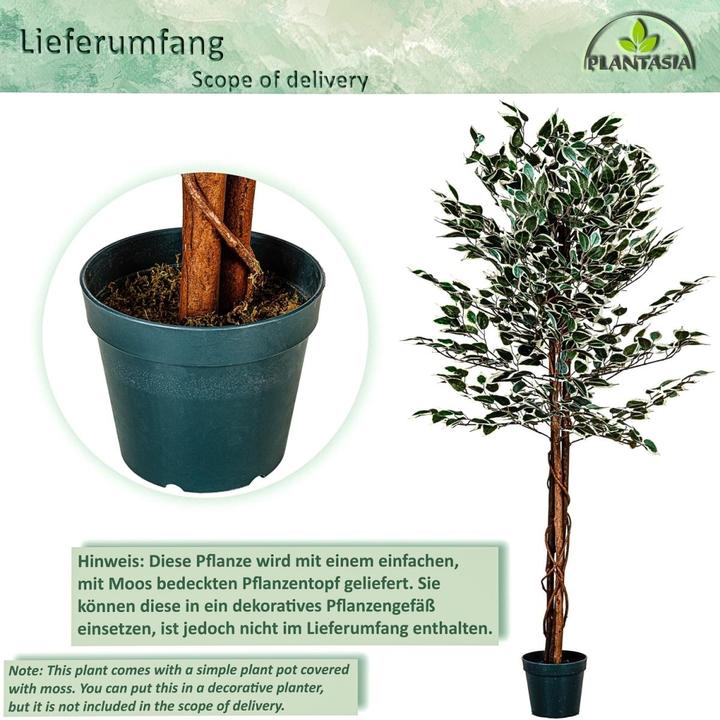 Immagine prodotto Plantasia Ficus Benjamin (190 cm)