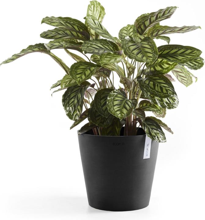 Actual product image Ecopots Amsterdam (30 cm)