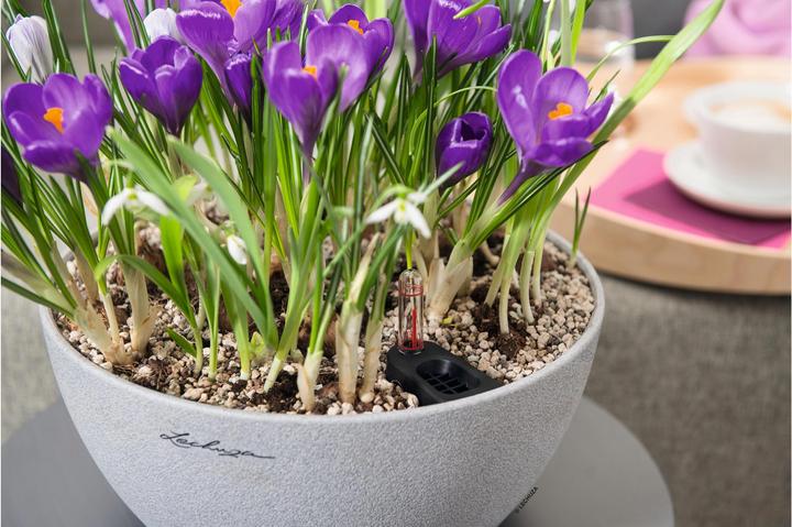 Produktbild Lechuza Cubeto Color (30 x 13.50 cm)