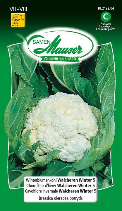 Produktbild Samen Mauser WInterblumenkohl, Walcheren Winter 5 (Gemüsesamen)