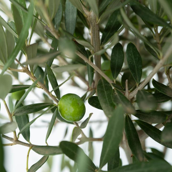 Actual product image Plant in a Box Olea Europaea - Set of 2 olive trees (25 cm)