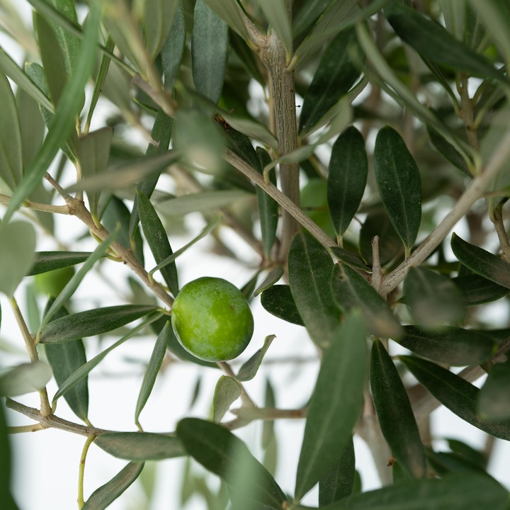 Produktbild Plant in a Box Olea Europaea - 2er Set Olivenbäume (25 cm)