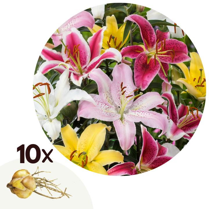 Plant in a Box Lilium orientalis mix - Lot de 10 Lys (10 cm)