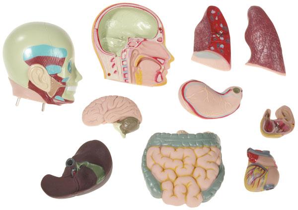 Produktbild Betzold Torso