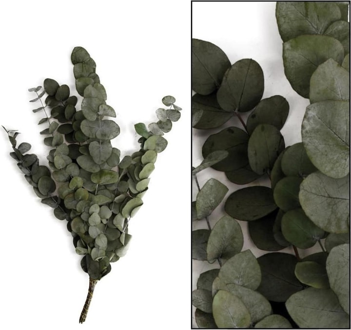 Image du produit Dijk Eucalyptus - Eucalyptus (Fleurs séchées)