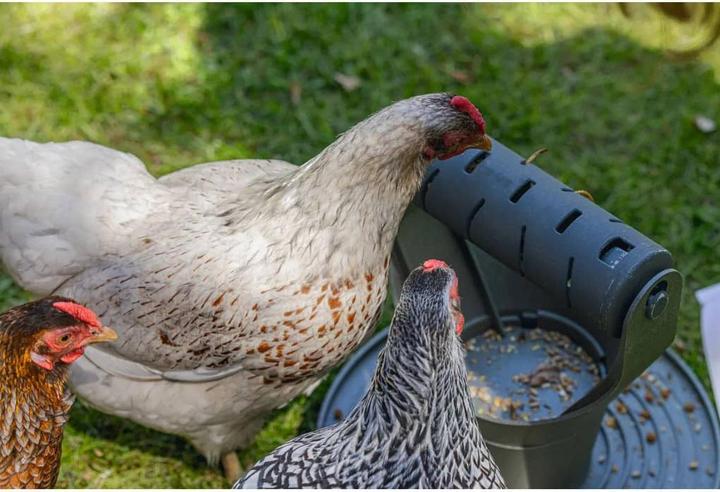 Actual product image Beeztees Feeding Station Chickens Play and Snack Tower, Grey
