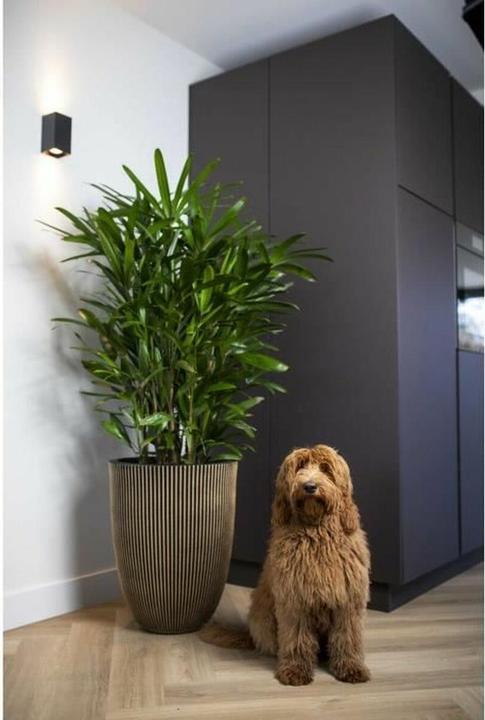 Produktbild Capi Tripp (46 x 58 cm)