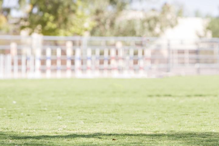 Immagine prodotto Jolly Pets Giocattoli per cani (Palla giocattolo per cani)