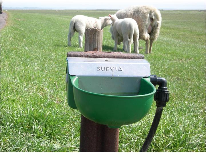 Actual product image Suevia Drinking bowl mod. 130P