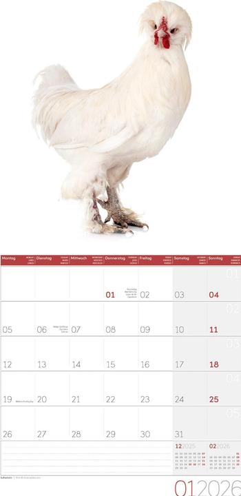 Produktbild Verrückte Hühner Kalender 2026 - 30x30 (30 x 30 cm, Harter Einband, Englisch, Französisch, Deutsch, Italienisch)