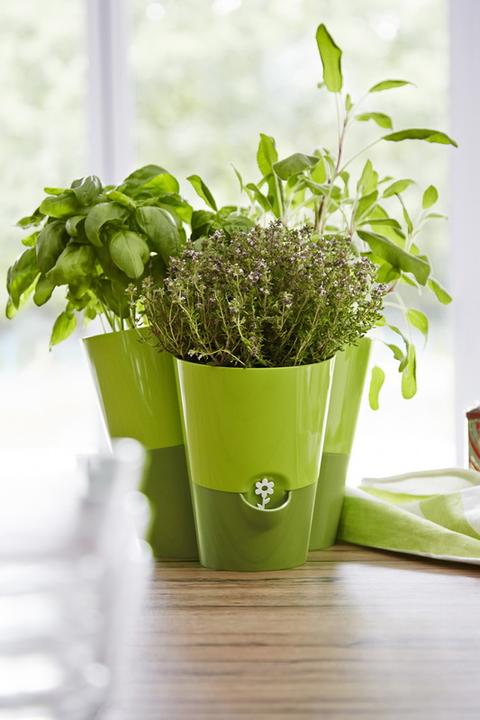 Actual product image Emsa Fresh Herbs (13 cm)