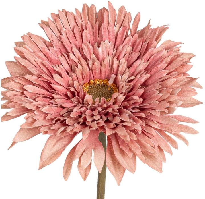Actual product image Botanic-Haus Gerbera (63 cm)