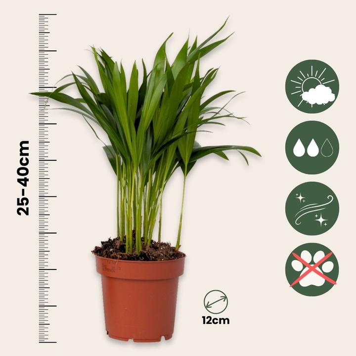 Produktbild Plant in a Box Areca, Asplenium, Clusia, Philodendron, Spathiphyllum - 5er Mischung Lufreinigende pflanzen (25 cm)