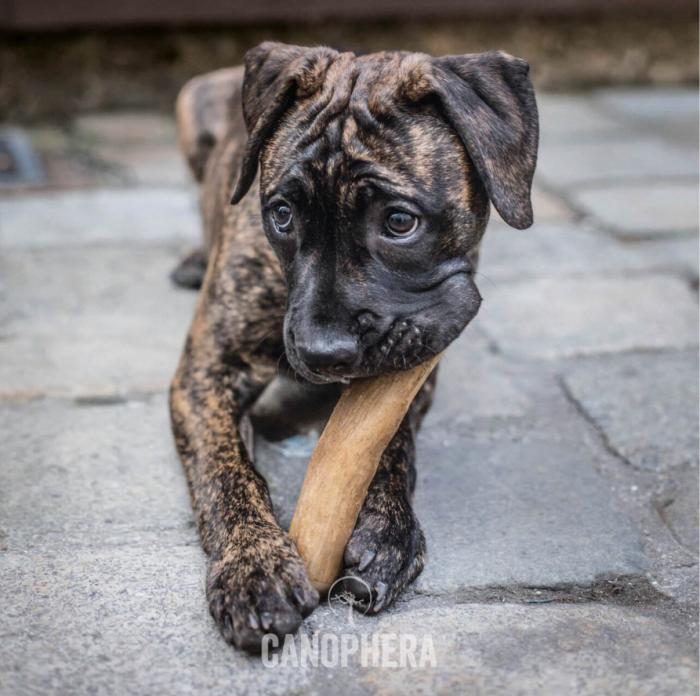 Immagine prodotto Canophera caffè 18-22cm S - (CANO0123) (Gioco da masticare per cani)