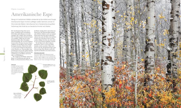 Actual product image Flora – Wunderwelt der Pflanzen (German, DK Publishing House, 2019)