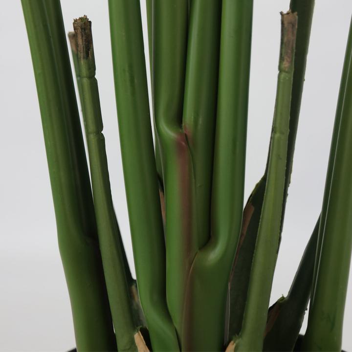 Immagine prodotto Plant in a Box Strelitzia - (160 cm)