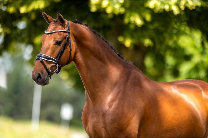 Image du produit BR Equestrian Equipment Oldham