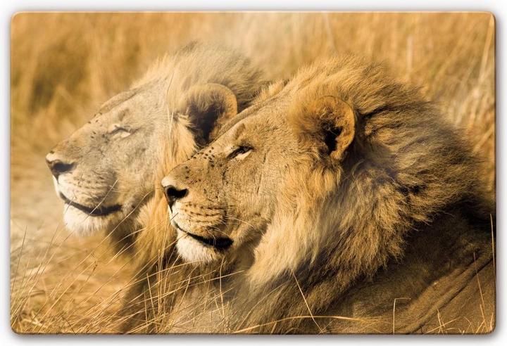 Immagine prodotto National Geographic NG Coppia di leoni (60 x 40 cm)