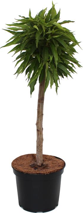Actual product image Zulauf Zwergpfirsich / Prunus 'Bonanza' (50 cm)