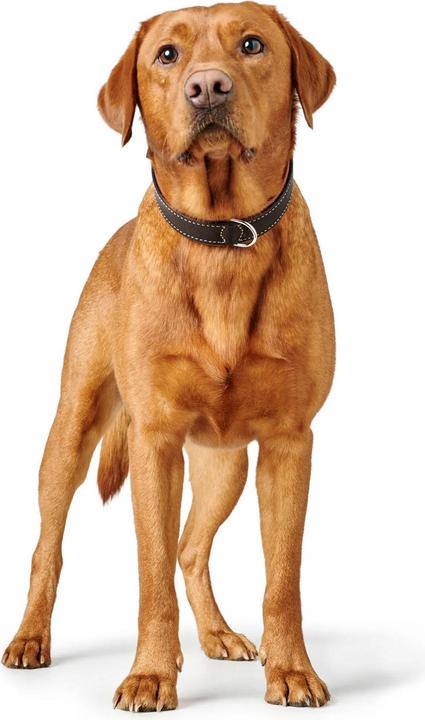 Produktbild Hunter Halsband Canadian Up für Hunde Schwarz M (M, Hund, Allgemein)