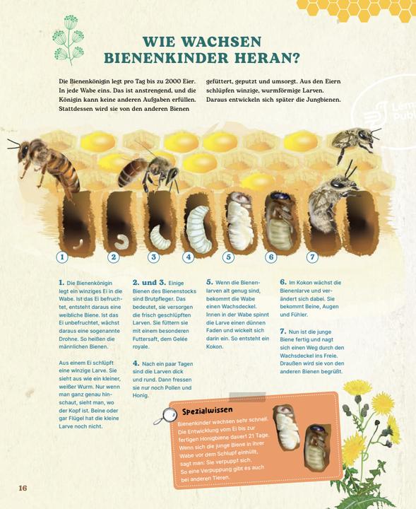 Produktbild Bienen (Deutsch, Dr. Johanna Prinz, Johanna Prinz, 2024)