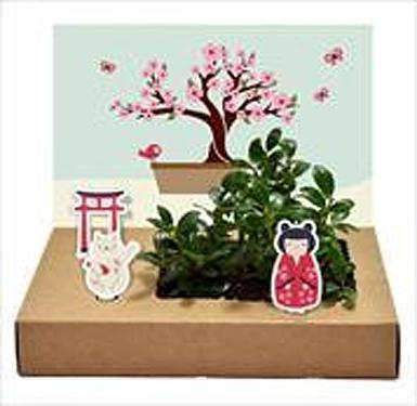 Produktbild Wunderle Kreativ-Garten-Set / Mini-Garten Bonsai