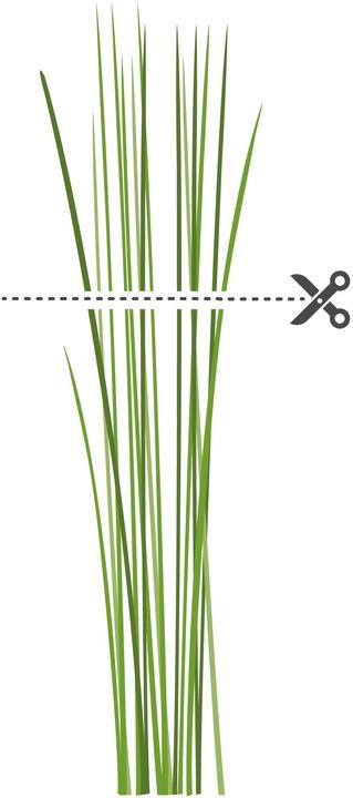 Produktbild Véritable Bio-Schnittlauch (Kräutersamen)