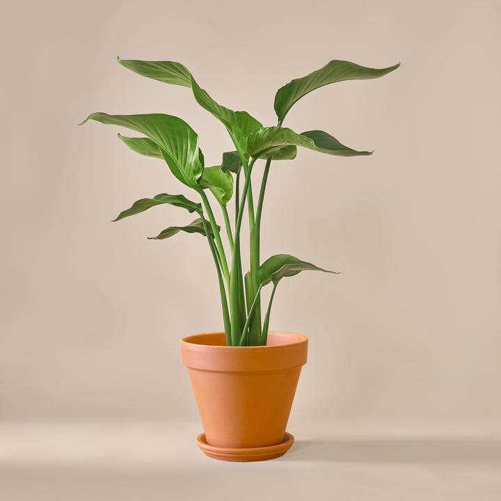 Immagine prodotto Mary and Plants Strelitzia Nicolai con vaso in terracotta (70 cm)