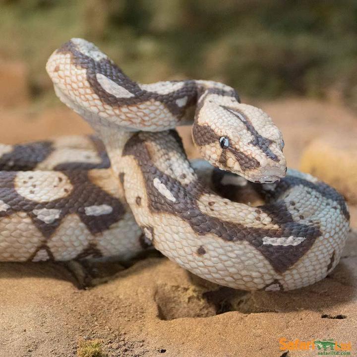 Produktbild Safari Boa Constrictor
