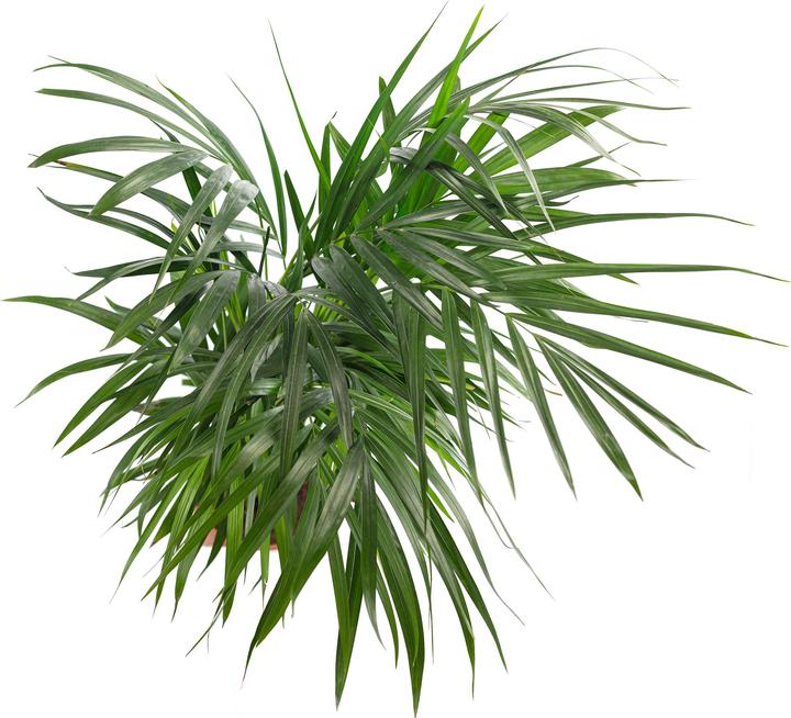Produktbild Flowerbox Goldfruchtpalme - Areca Dypsis Lutescens (100 cm)