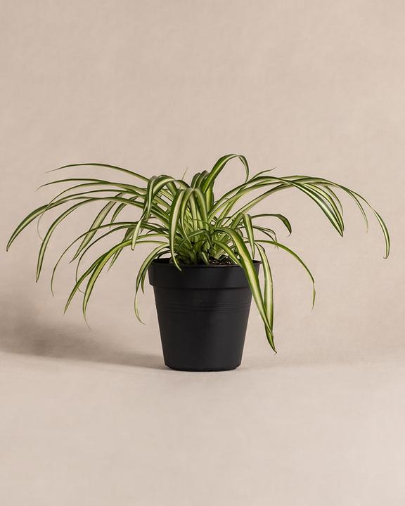 feey Grünlilie (25 cm, Freshly repotted)