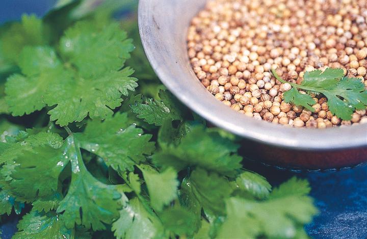Produktbild Zollinger Bio Koriander, Indischer (einjährig) (Keimlinge)