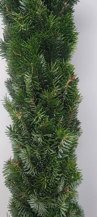 Image du produit Fresca-Plant Bio Nordmann-Girlande 100 cm