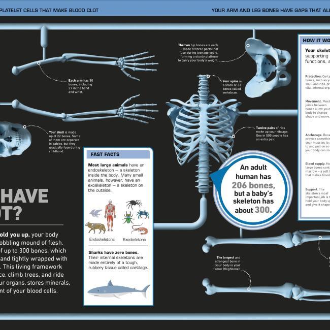 Produktbild It Can't Be True! Human Body! (Englisch, 2021)