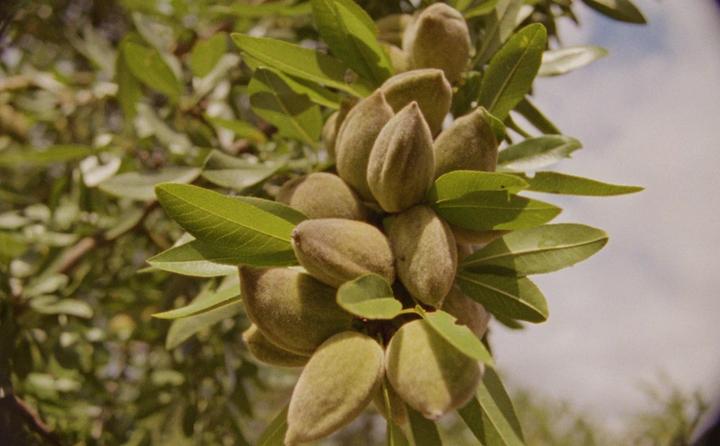 Actual product image L'Occitane Almond Body Cream (Body cream, 200 ml)