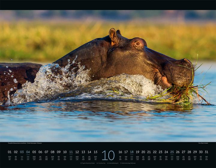 Image du produit Wildes Afrika Kalender 2026 (54 x 42 cm, Couverture rigide, Anglais, Français, Allemand)