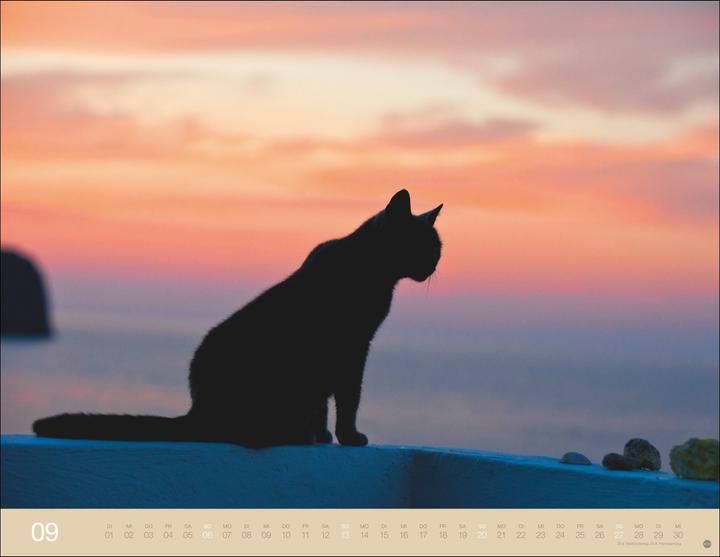 Produktbild Monika Wegler: Katzenkalender 2026 (44 x 34 cm)