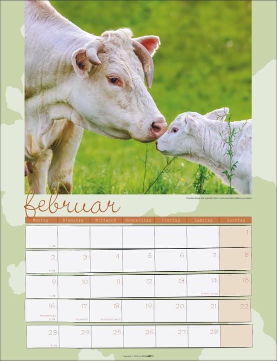Produktbild Kuh Kalender 2026 (30 x 39 cm)
