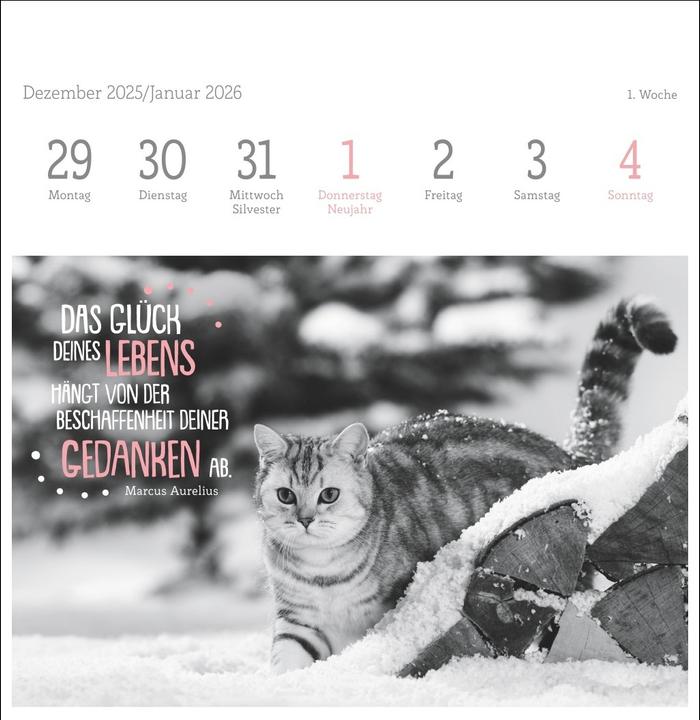 Produktbild Katzen Weisheiten Premium-Postkartenkalender 2026 (16,5 x 17,7 cm)