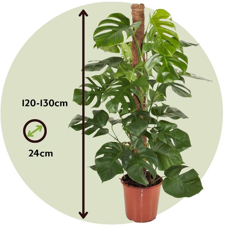 Produktbild Plant in a Box Monstera Deliciosa - Affenmaske (130 cm)
