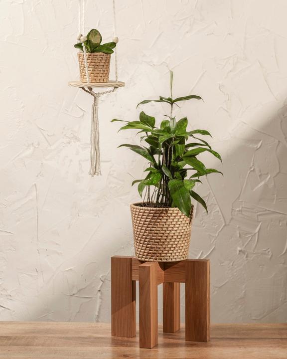Actual product image feey Bambus-Drachenbaum (45 cm, Freshly repotted)