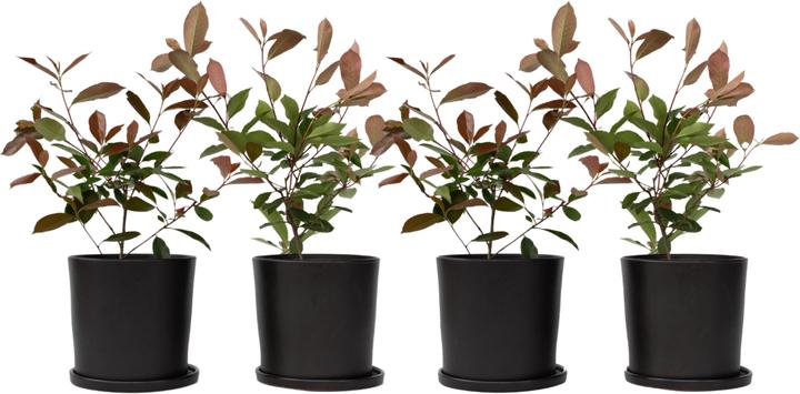 Immagine prodotto Plant in a Box Photinia fraseri Red Robin - set di 4 piante di nespolo (30 cm)