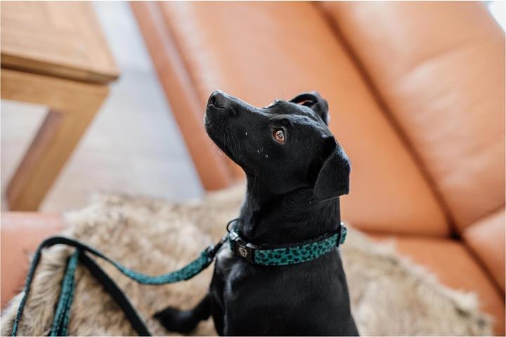 Produktbild Kentucky Dogwear Hundeleine Leopard