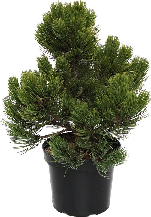 Produktbild Zulauf Zwerg-Schlangenhaut-Kiefer / Pinus heldrei. 'Compact Gem' (40 cm)